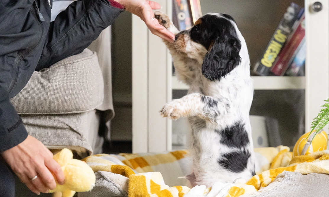 Cocker spaniel Iggy is standing on his back legs, with one of his front paws in a persons hand. A bookcase is in the background.