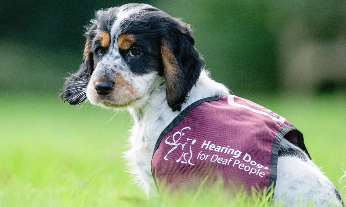 A close up of a Cocker Spaniel puppy sitting on grass. He is wearing a burgundy hearing dogs uniform jacket that is still too large for him.