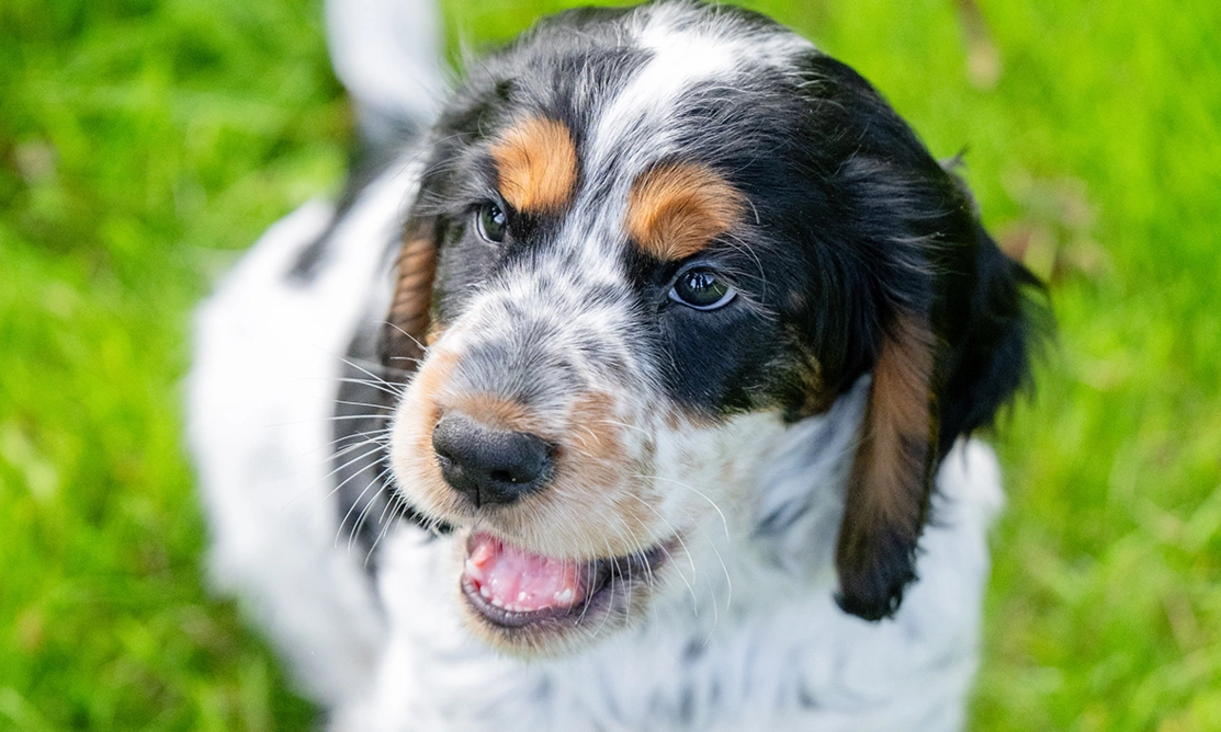 Closeup of puppy Iggy with mouth open, sitting on grass.