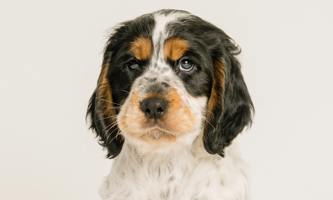 A close up head shot of Iggy, He has a white body with black and brown patches on his head and ears
