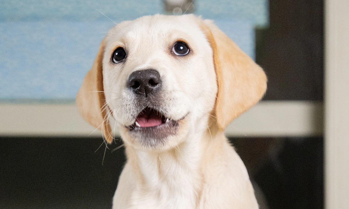 A very cute close up photo of Joey with his mouth slightly open, eyes looking upwards.