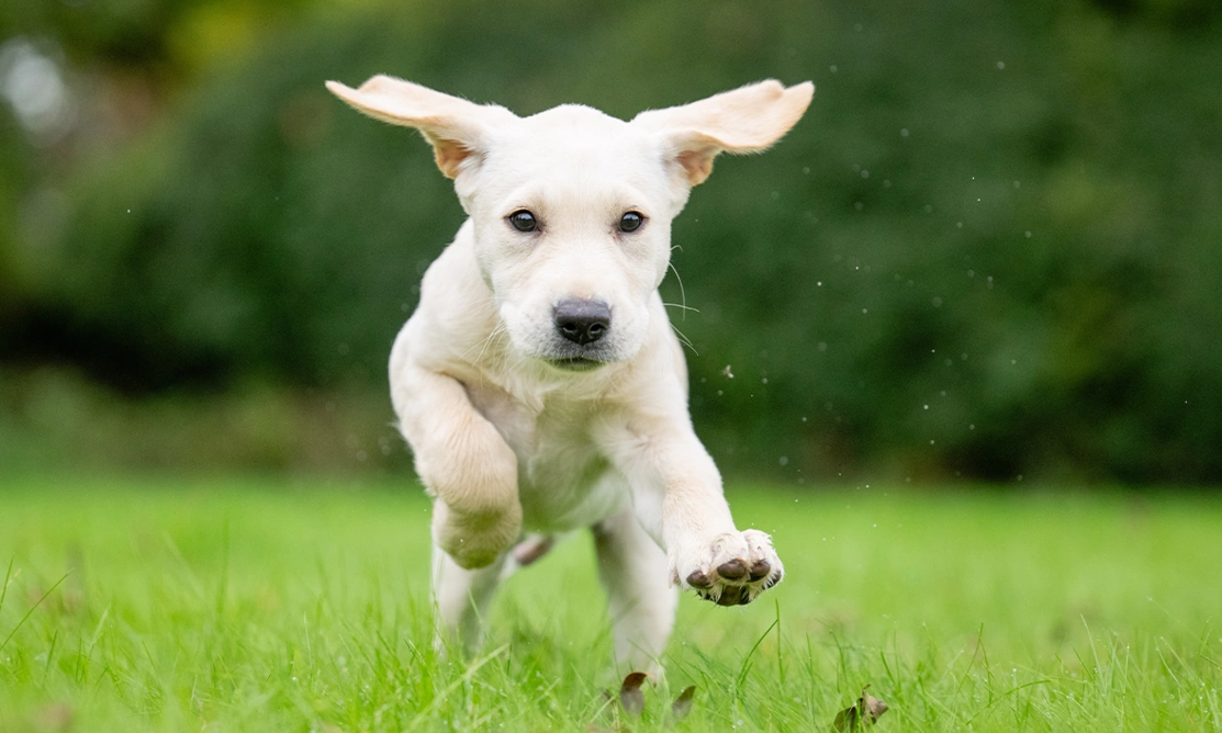 White labrador Joey running on grass. His ears are flapping high above his head.
