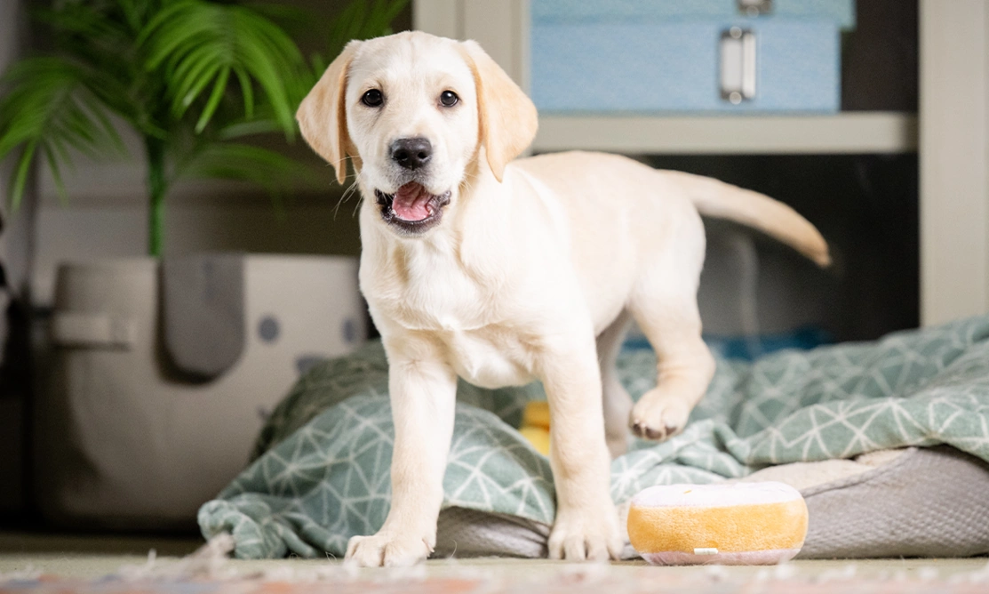 White labrador puppy walking out of a blanket covered dog bed.