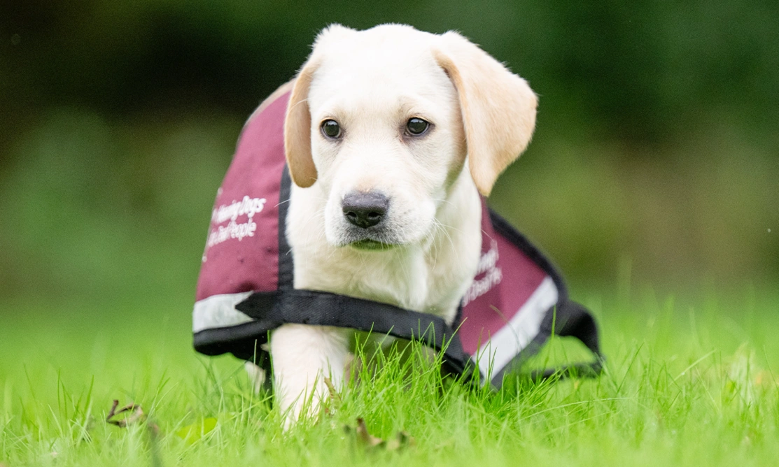 Little Joey is wearing a hearing dogs jacket that is still too big for his puppy sized form.
