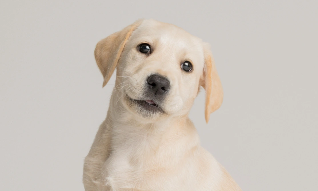 Yellow lab Joey photographed portrait style against a plain grey background. His head is tilted to the side.