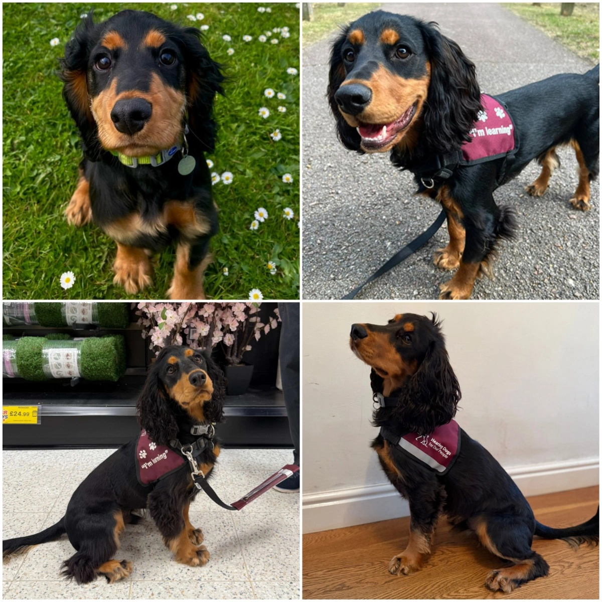 a collage of four pictures of a cute black and tan spaniel sitting in his hearing dog jacket