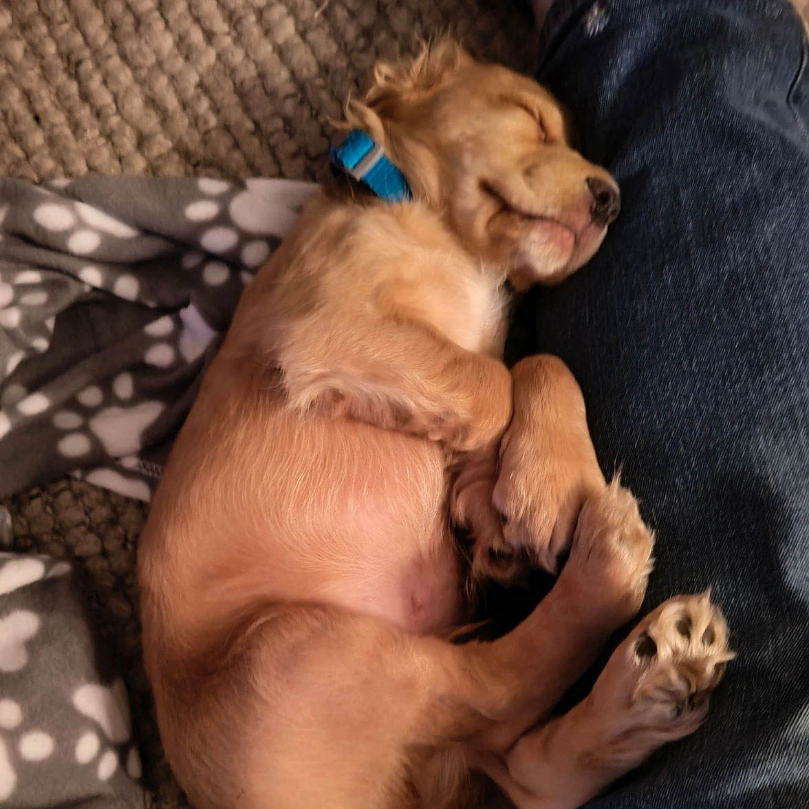 Golden Spaniel puppy sleeping