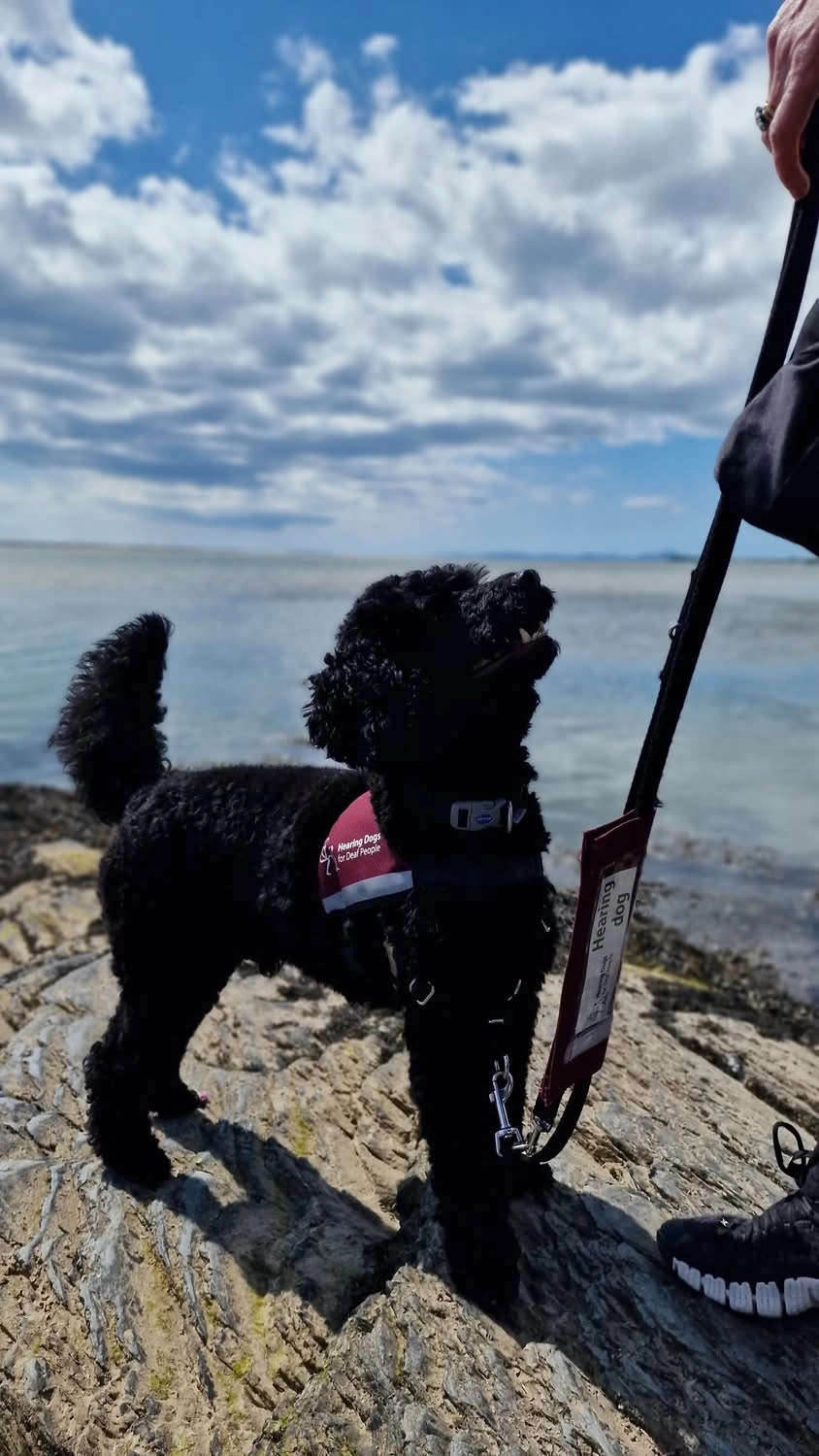 black poodle standing by the sea looking up 