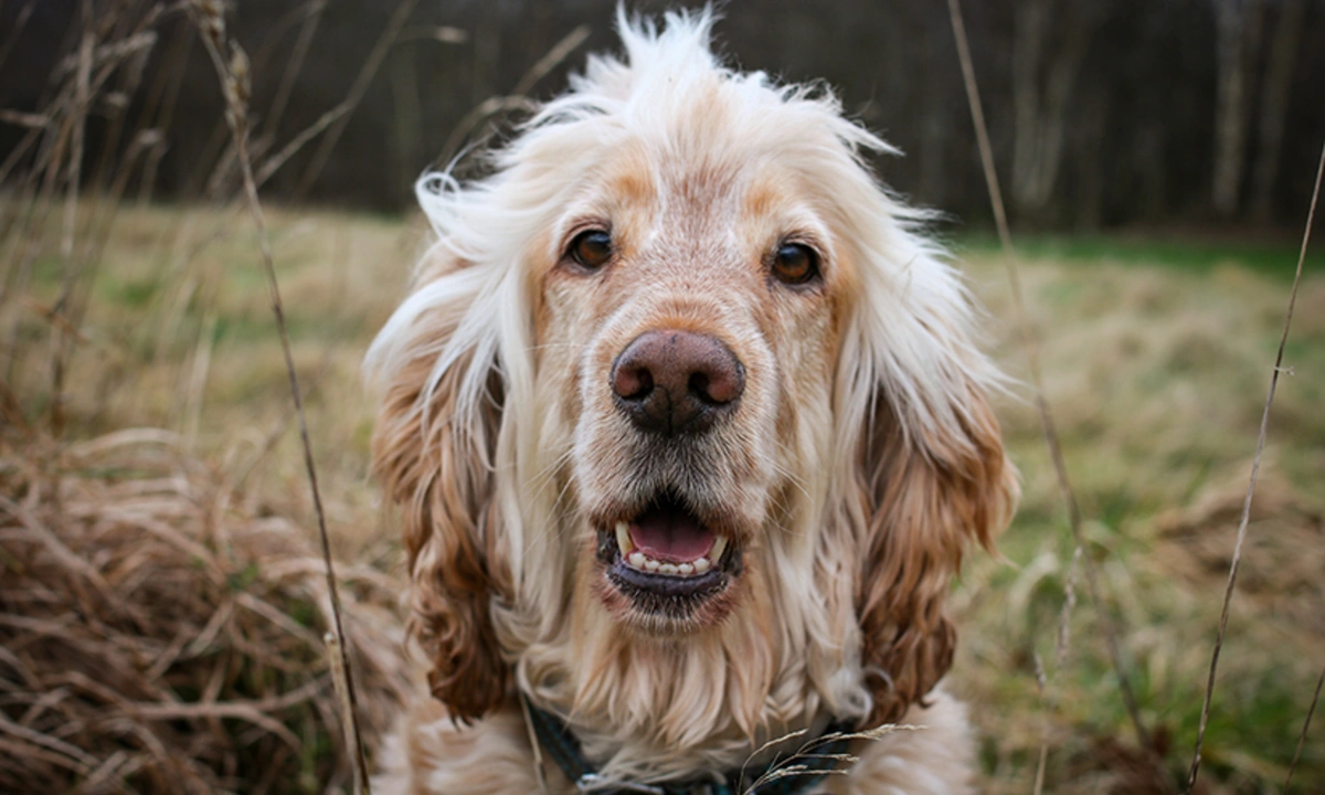 A photo of Albert the hearing dog, looking directly ahead with mouth slightly open. He has light coloured hair and a grassy woodland area can be seen in the background.