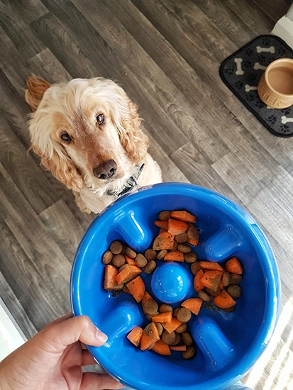 Albert is sitting on some wooden flooring gazing up, as someone holds his blue food bowl