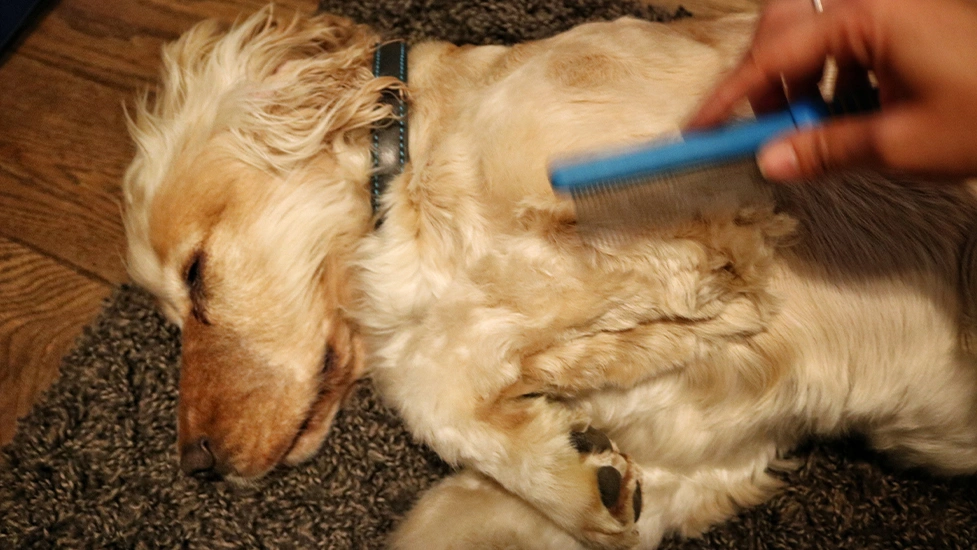 Albert is laying on his side while he is brushed