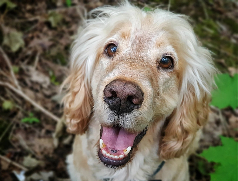 A very happy dog looking up with mouth open, appearing to smile.