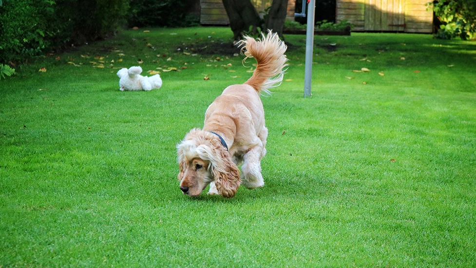 Albert is in the garden on the grass with his nose to the ground sniffing