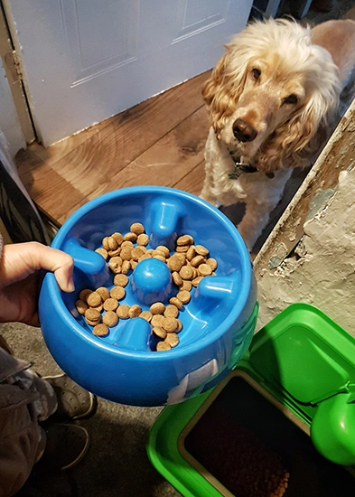Albert is waiting patiently , looking intently at his blue bowl of breakfast held in front of him.