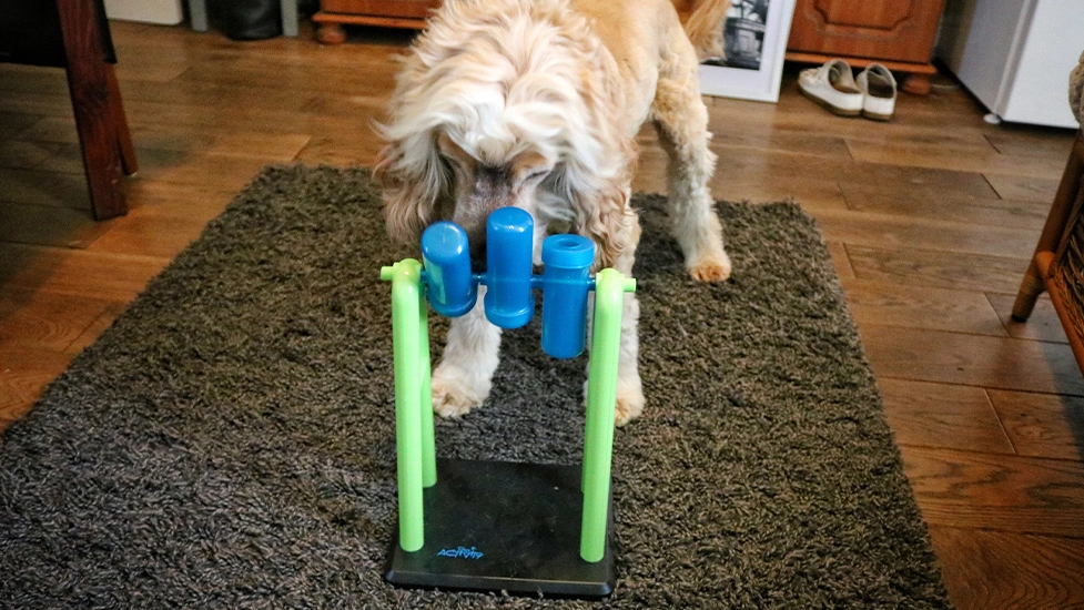 Albert is standing on a rug, with a puzzle treat toy in front of him.