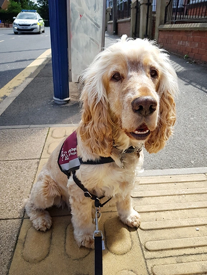 Albert is sitting at a bus stop wearing his burgundy uniform jacket. A road can be seen in the background.