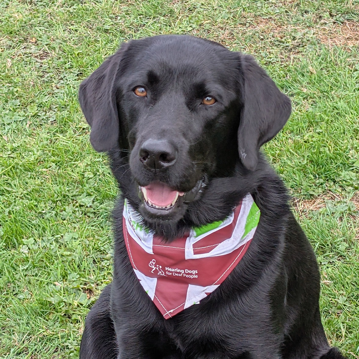 Black Labrador wearing bandana