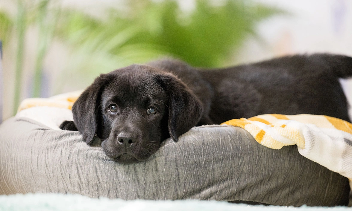 Black Labrador puppy relaxing on dog bed