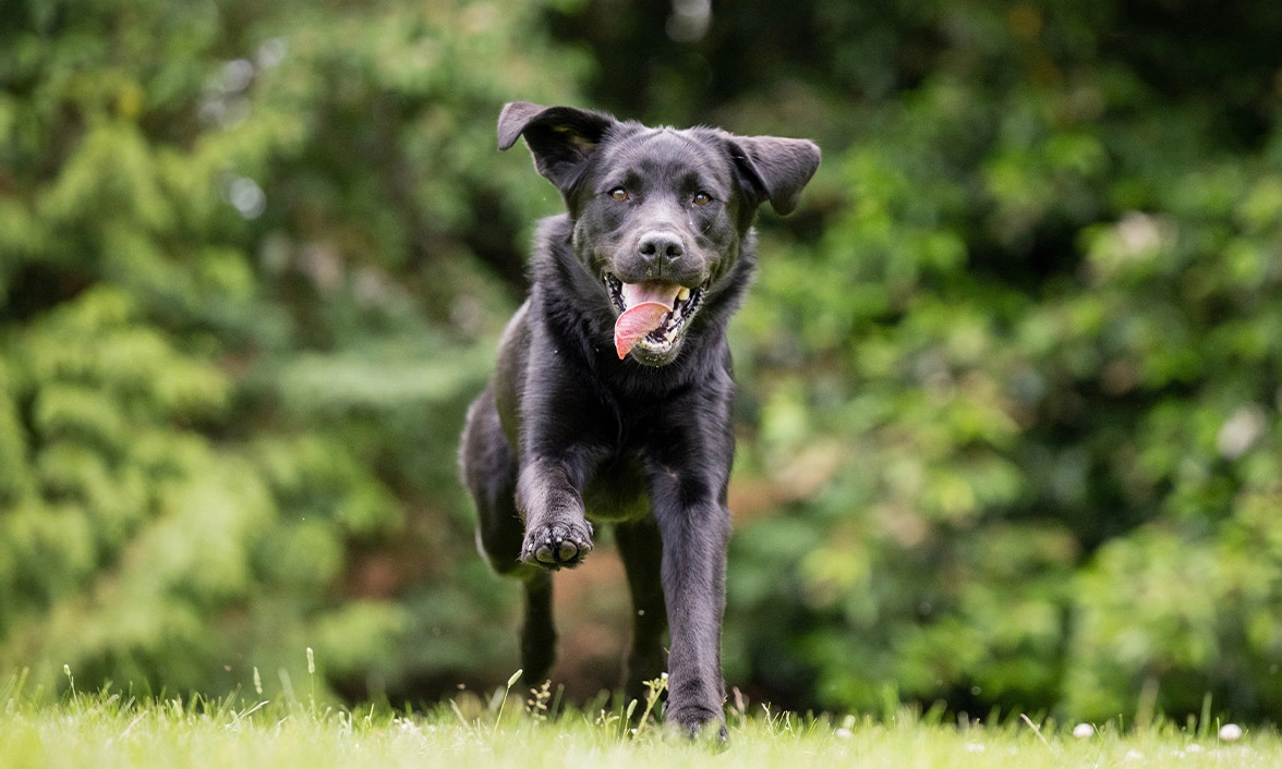 Black Labrador running in the grass