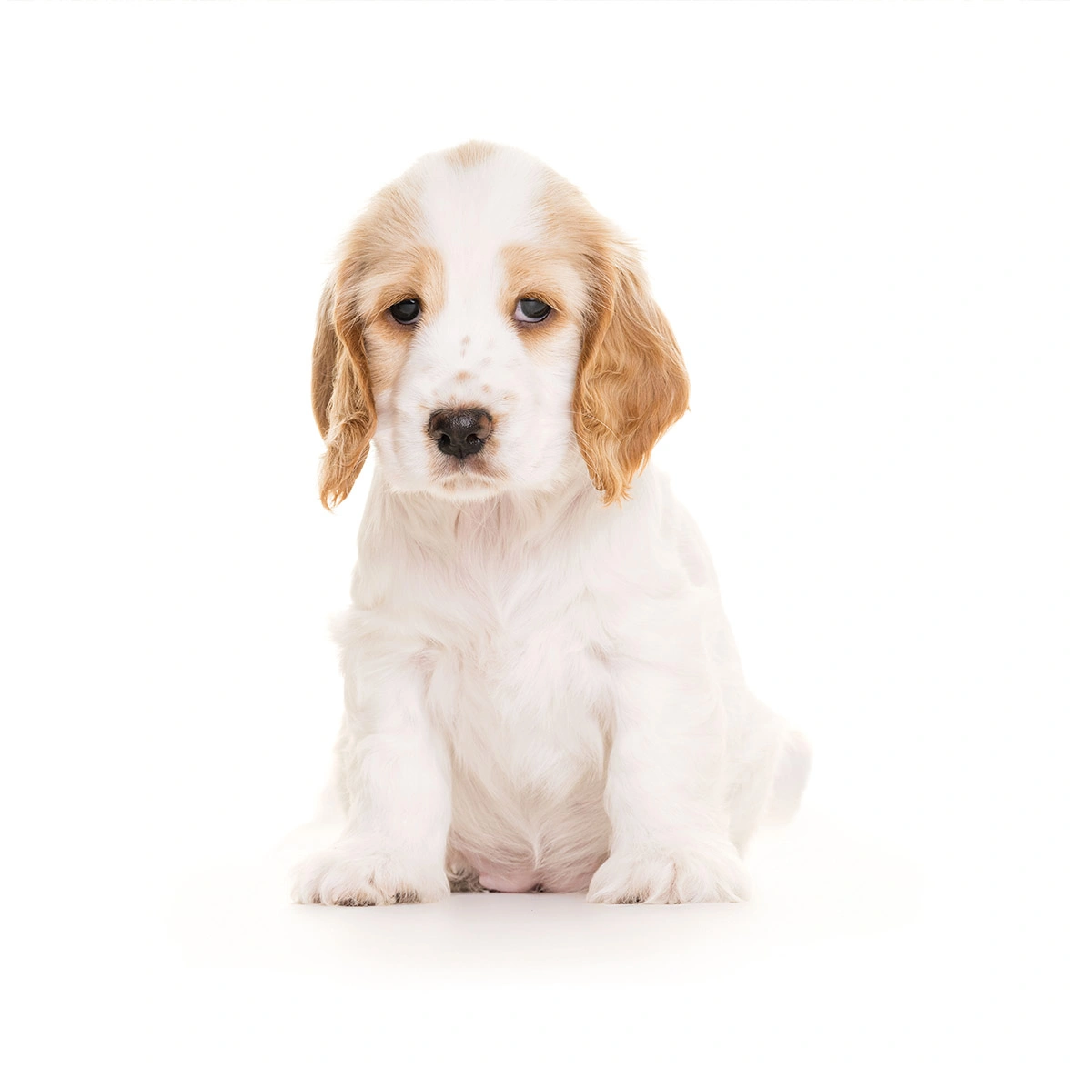 Orange roan spaniel puppy sitting on white background