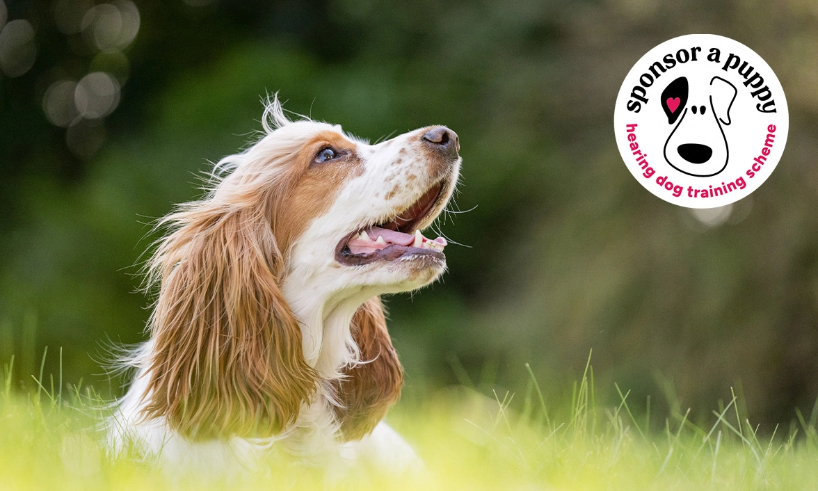 Orange roan spaniel laying on grass, looking up to the right corner