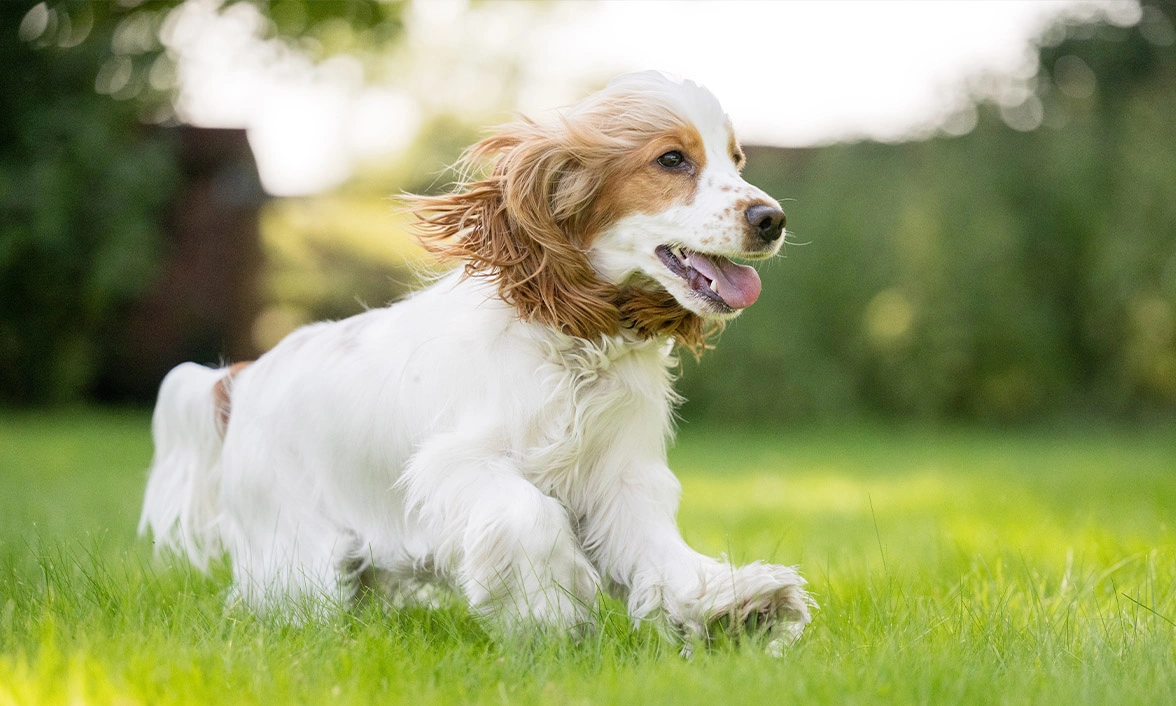 Orange roan spaniel running on grass
