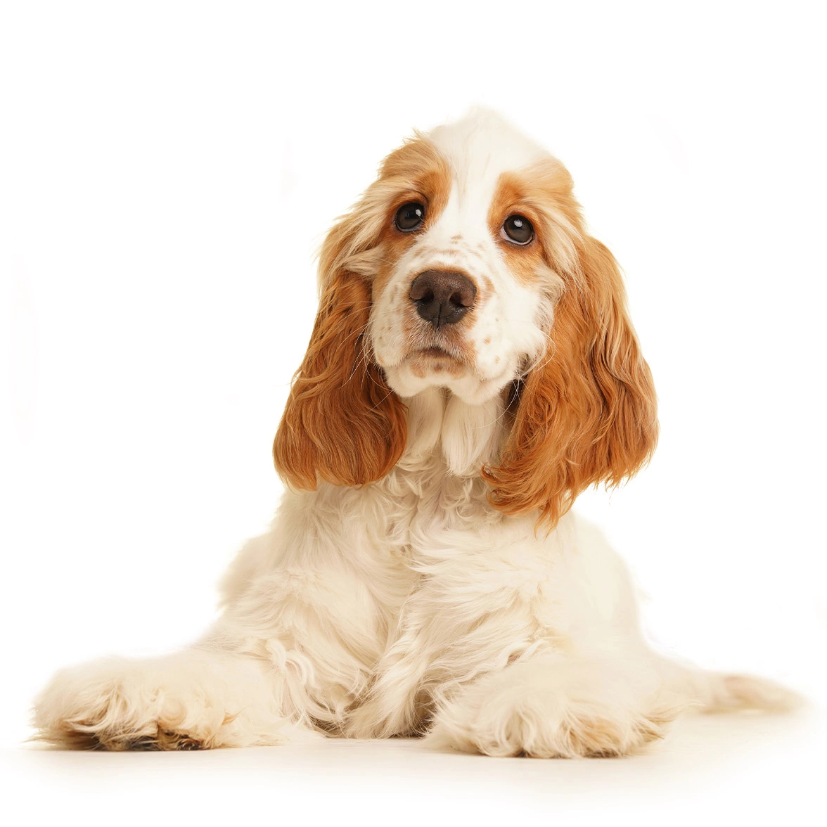 Orange roan spaniel laying on white background