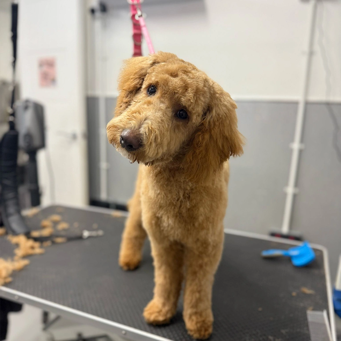 Apricot Miniature Poodle standing on grooming table after a haircut