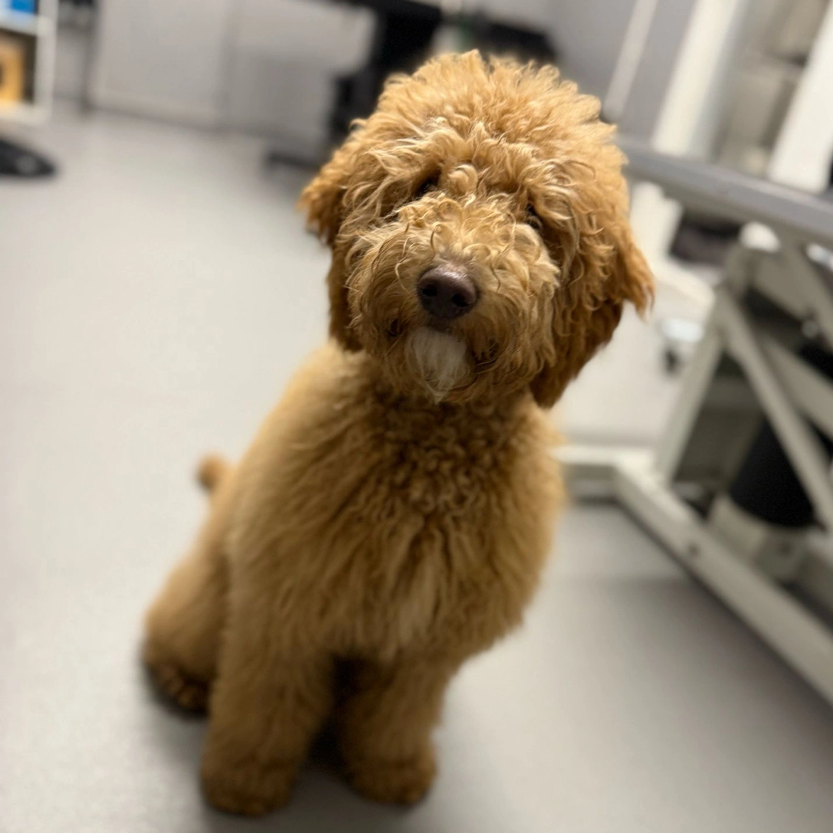 Very fluffy apricot Miniature Poodle sitting at the groomers
