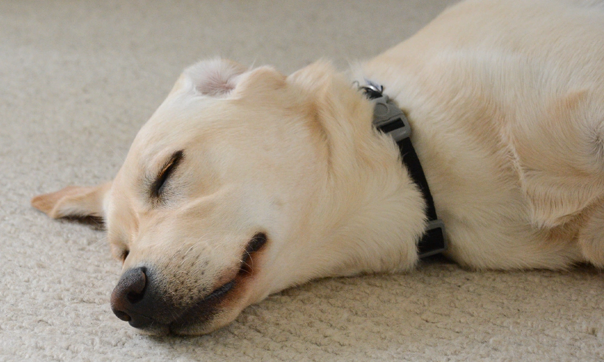 Yellow Labrador sleeping on carpet