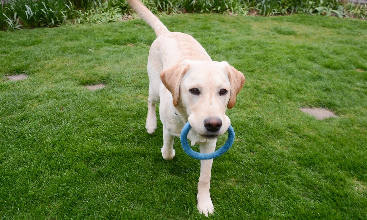 Yellow Labrador carrying toy in mouth