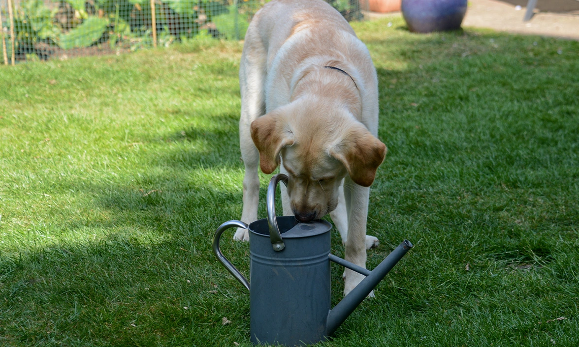 Yellow Labrador sniffing a watering can