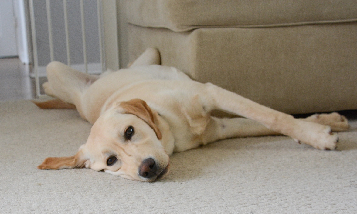 Yellow Labrador stretching on carpet
