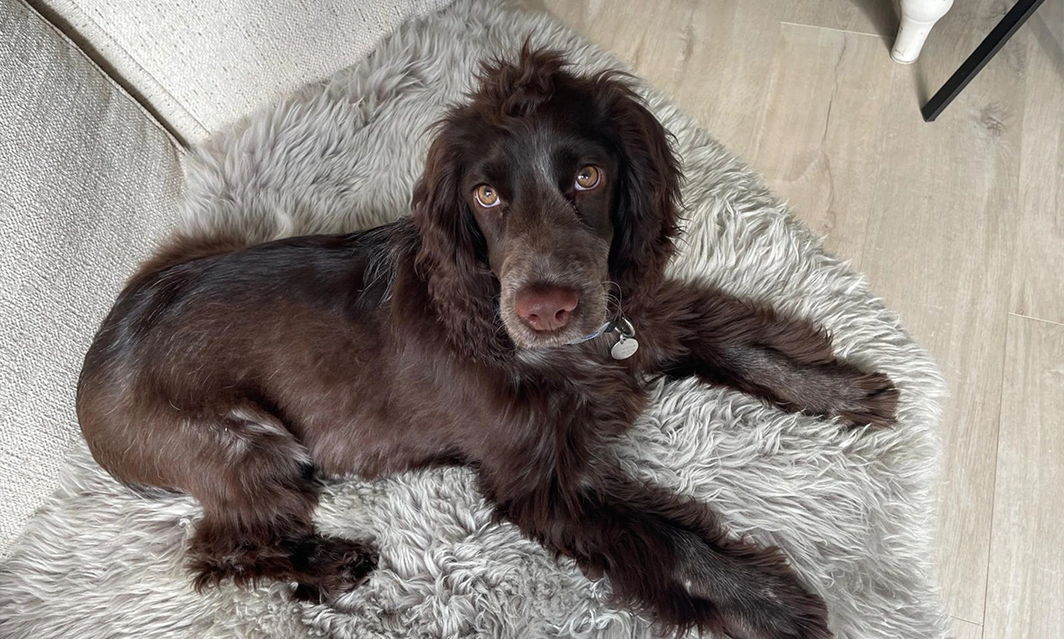 Brown Spaniel laying down on fluffy rug looking up