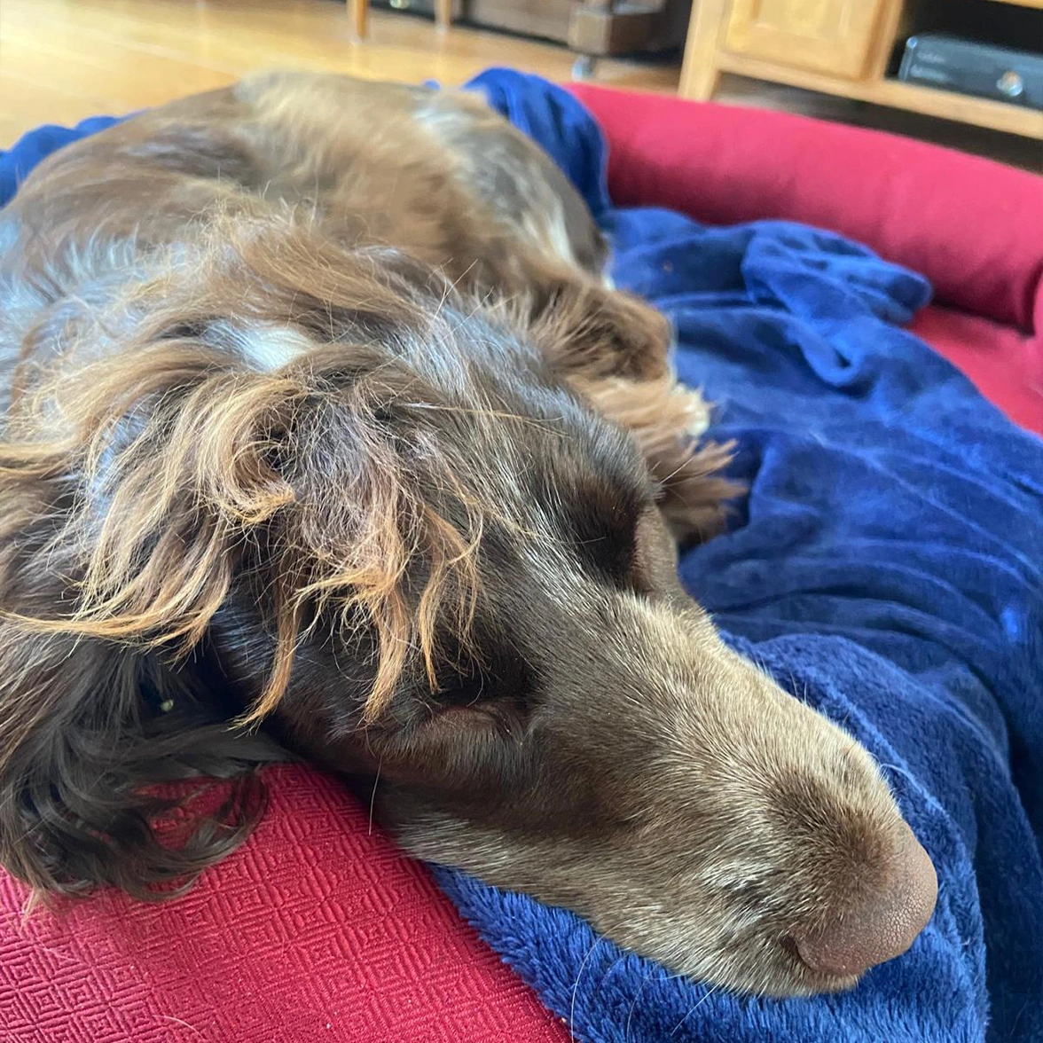 Close up of fluffy brown spaniel sleeping in bed