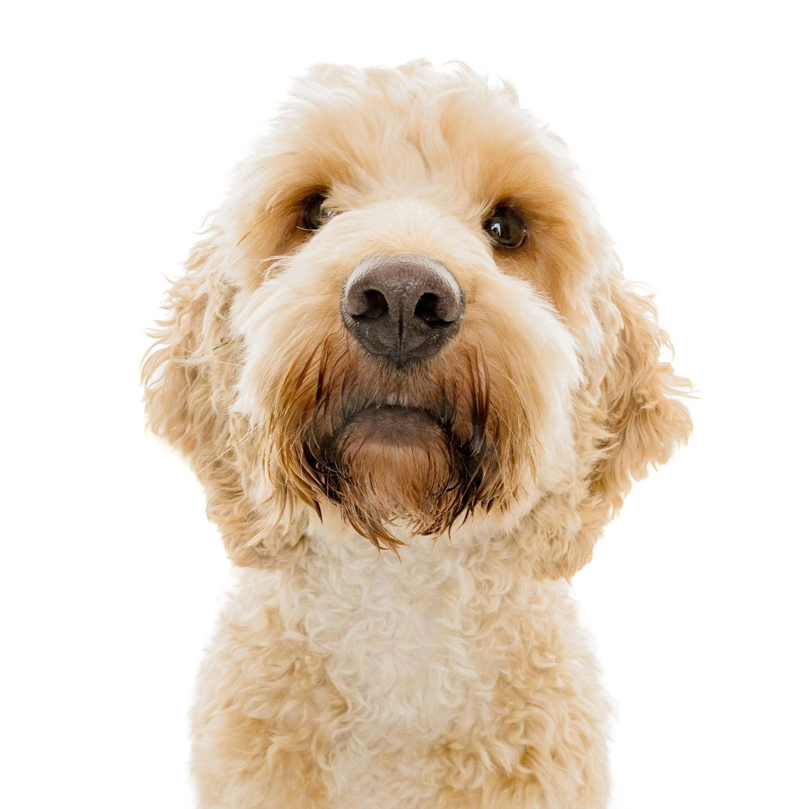 Closeup of golden Cockapoo