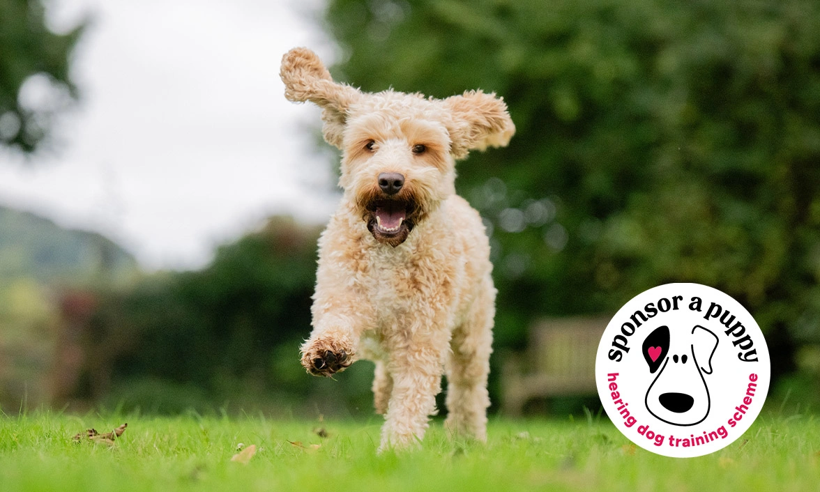 Golden Cockapoo running on grass