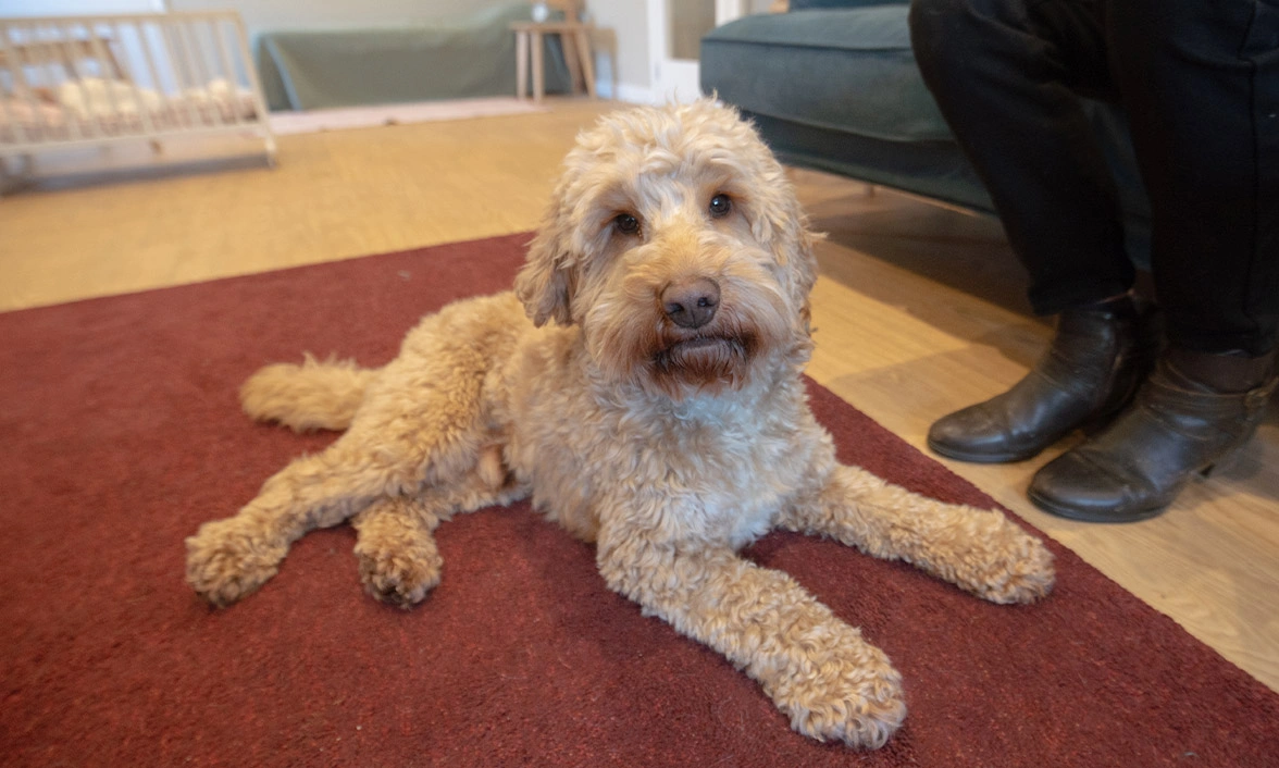 Golden Cockapoo laying on carpet