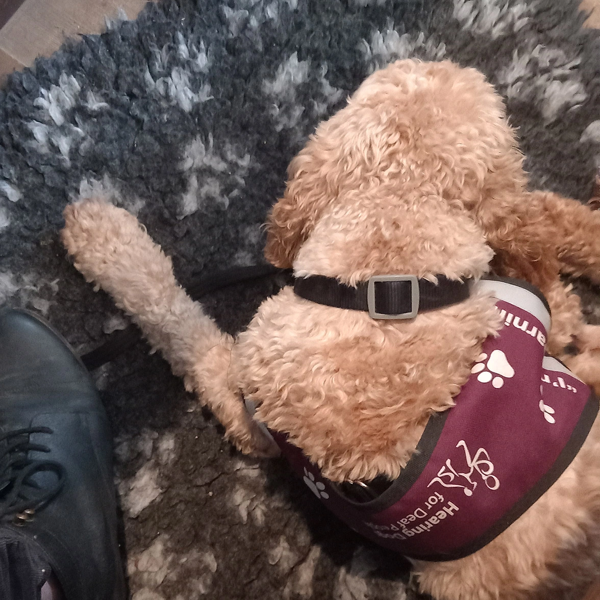 Golden Cockapoo settling on mat, wearing burgundy training jacket