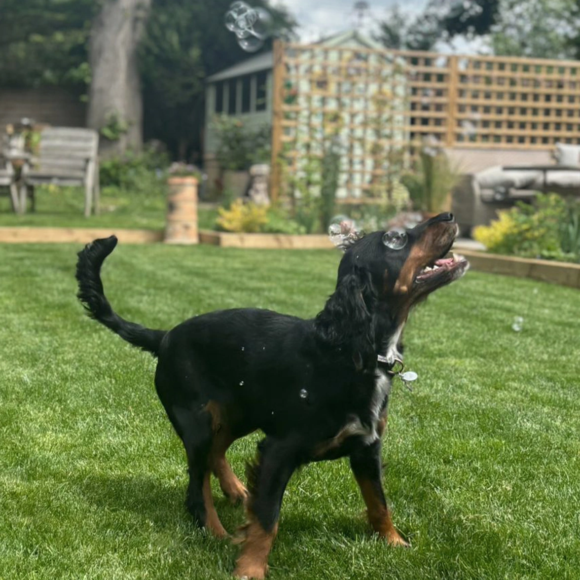 Black and tan Spaniel standing in garden looking up at bubbles