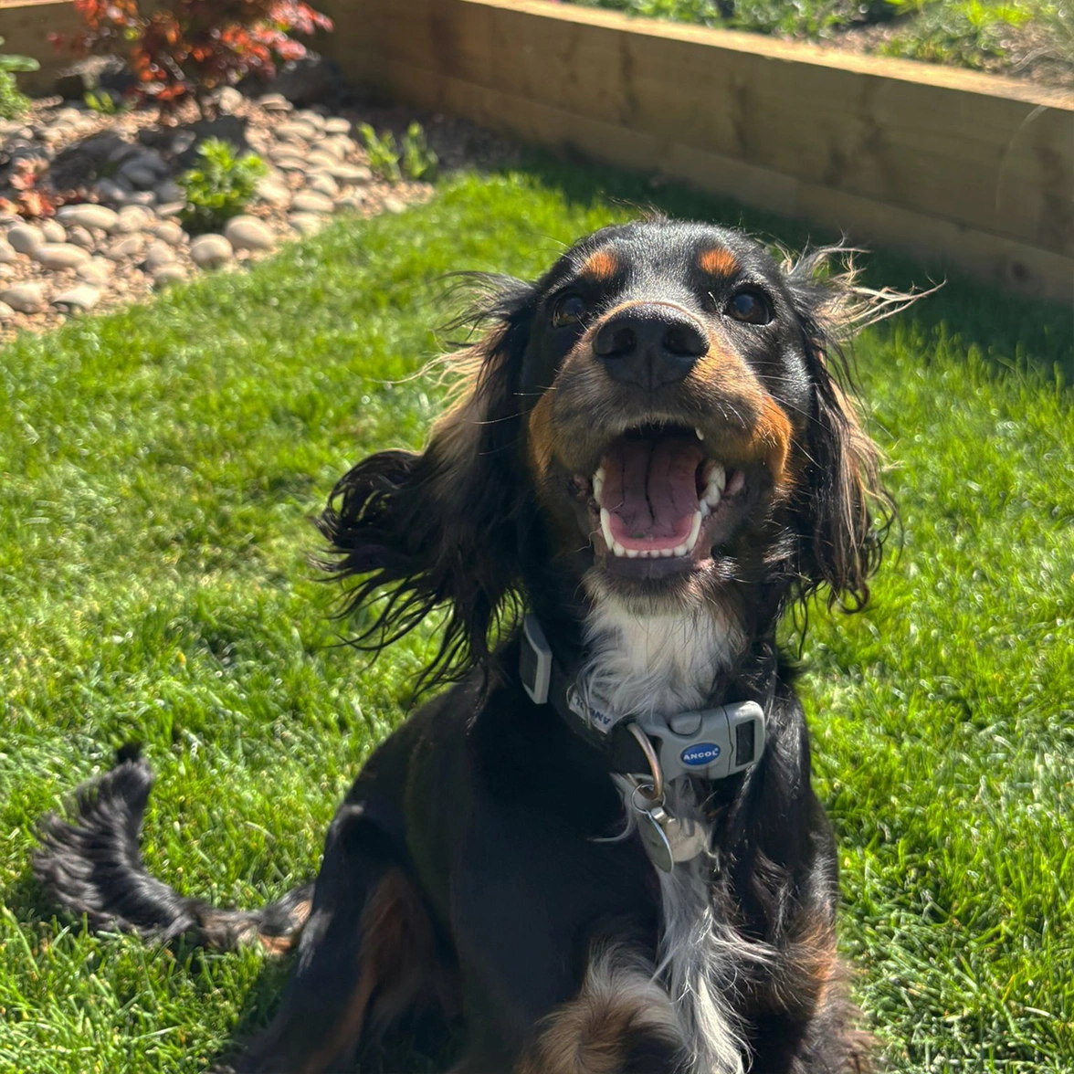 Black and tan spaniel looking very happy