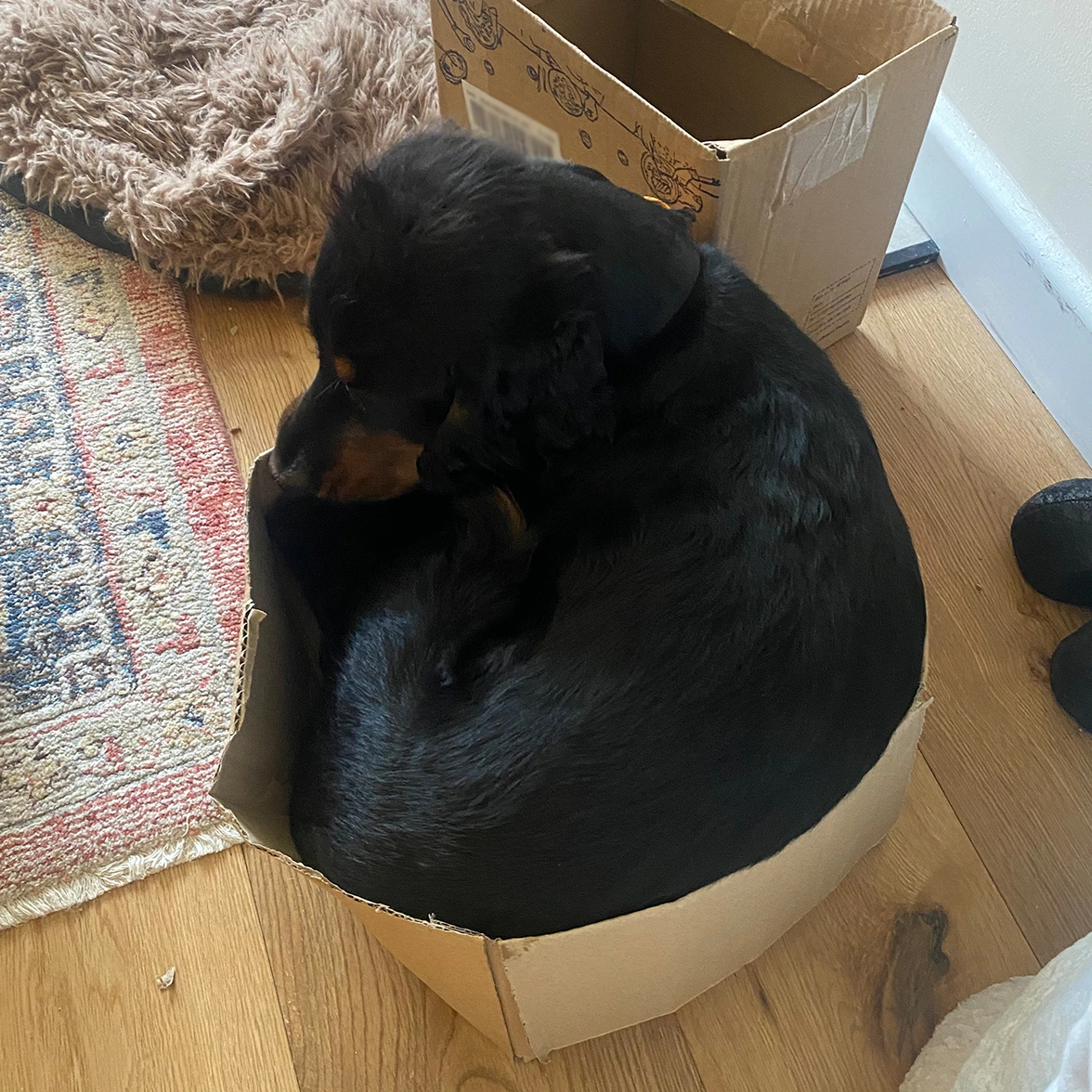 Black Spaniel sitting in cardboard box