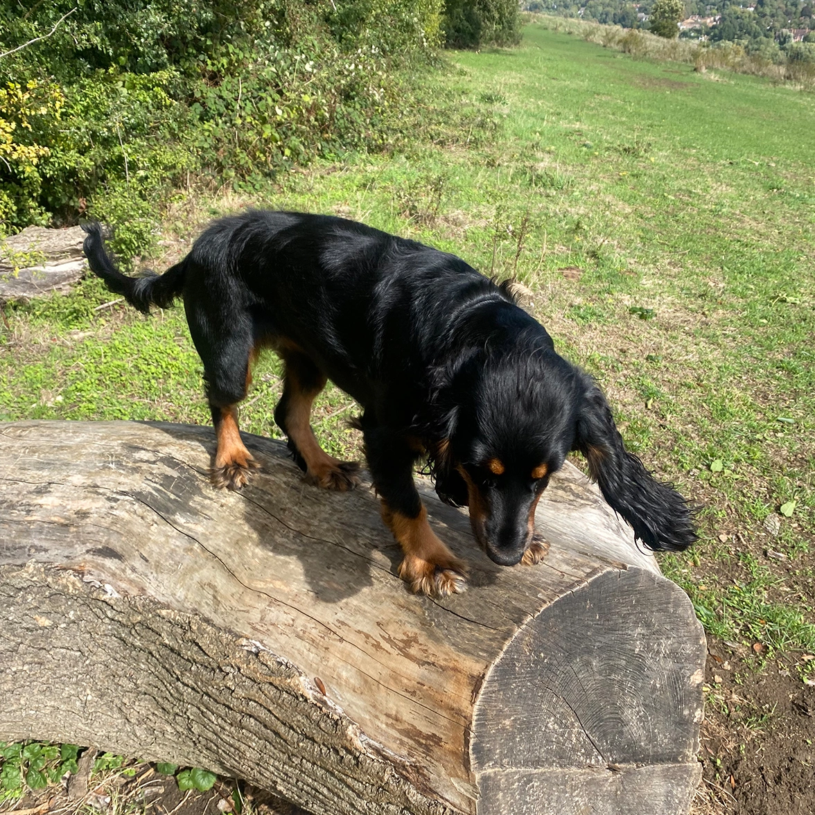 Black and tan Spaniel standing on a log