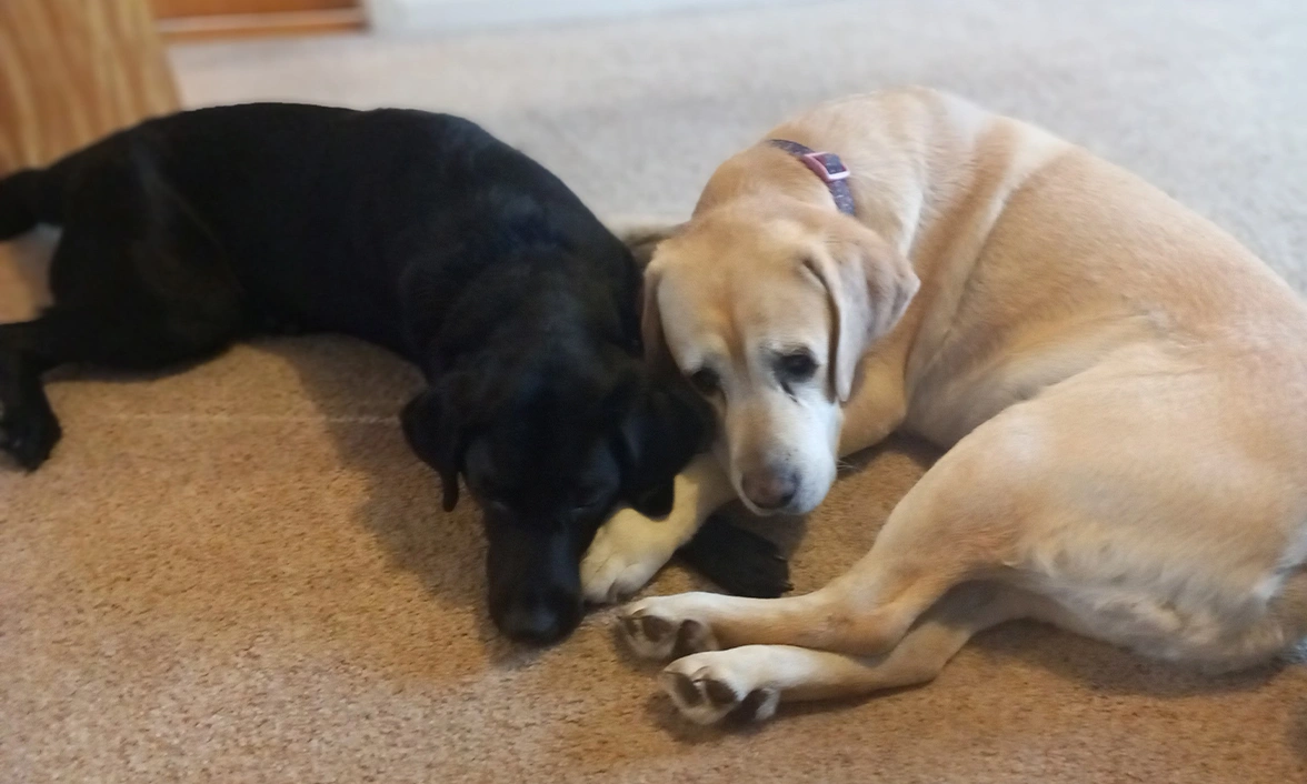 Black Labrador and yellow Labrador cuddling together