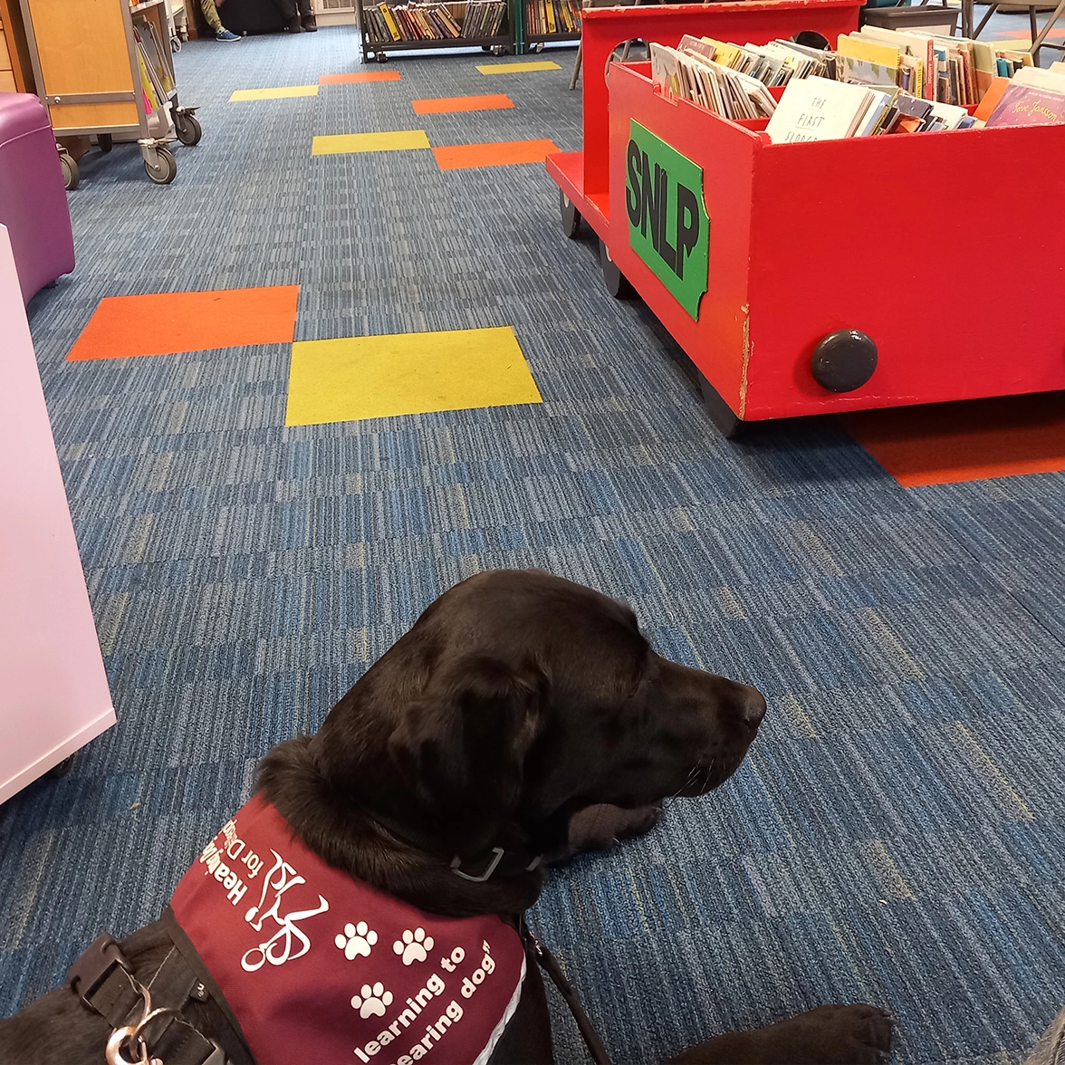 Black Labrador wearing hearing dog training jacket settling in a library