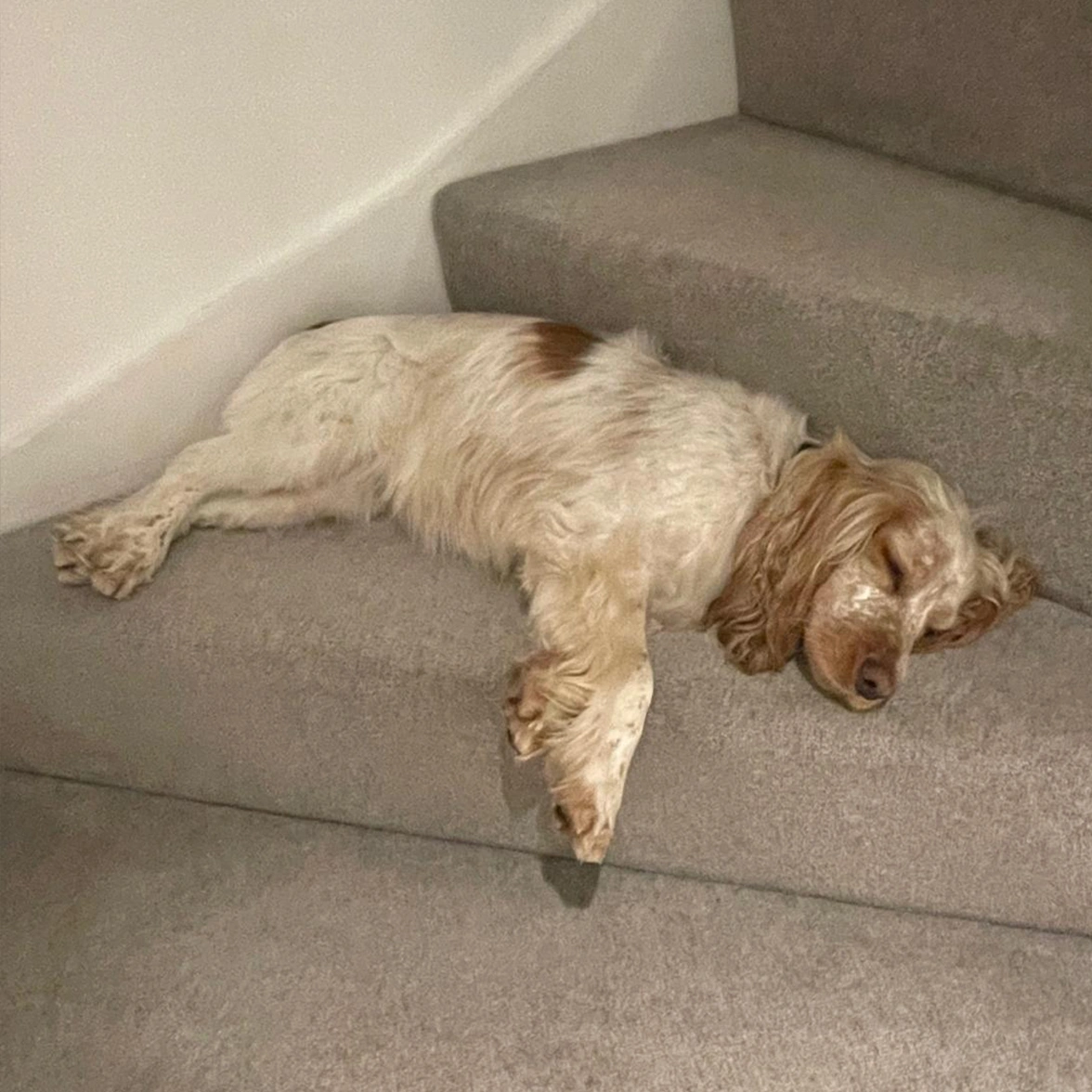 Orange roan Spaniel sleeping on stairs