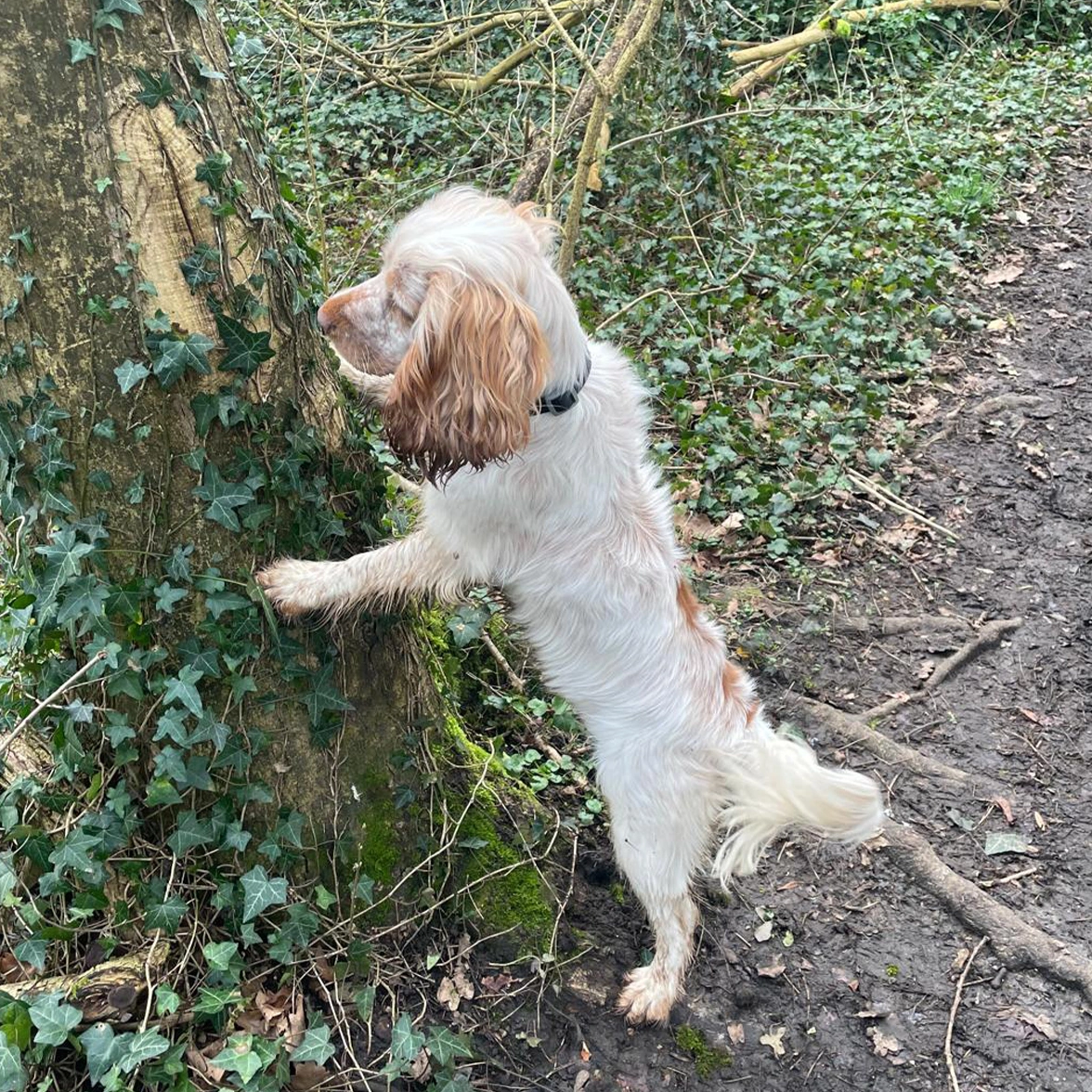 Orange roan Spaniel with paws up on tree