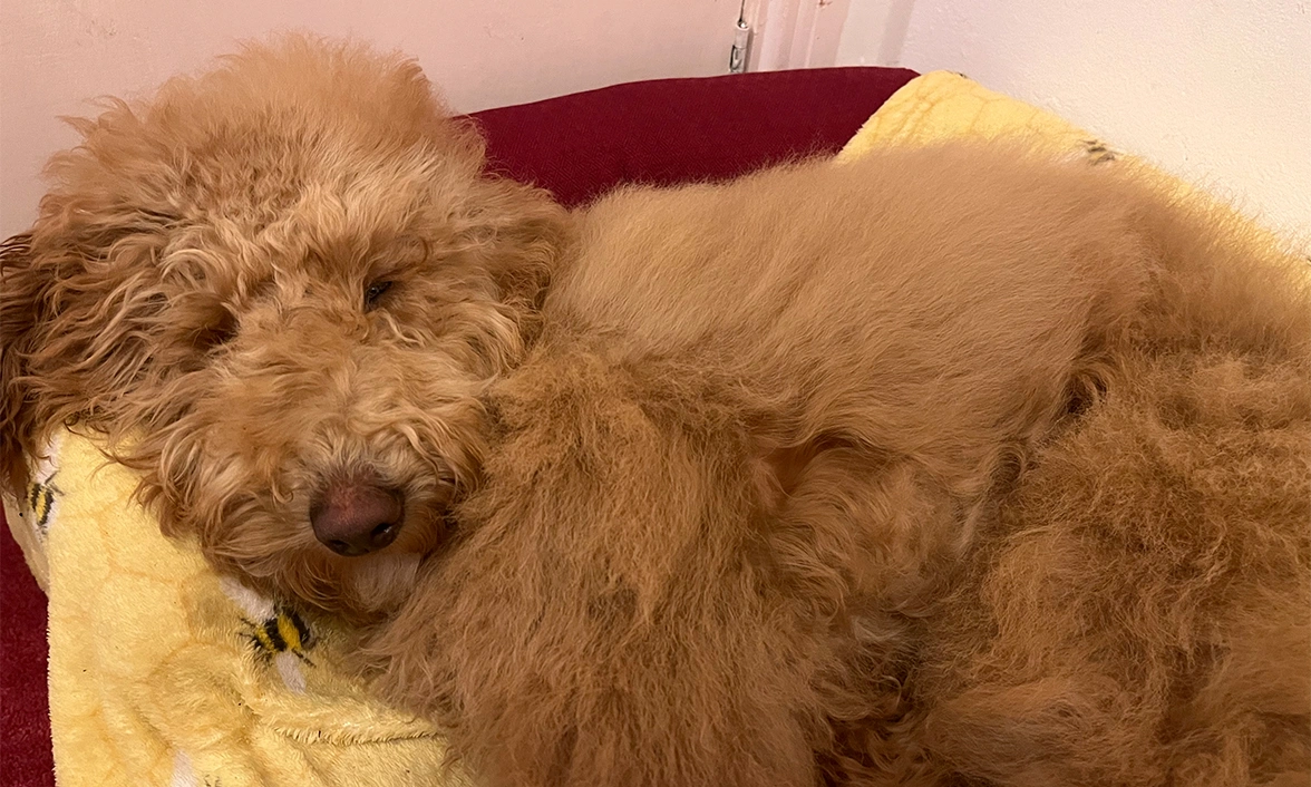 Very fluffy apricot Miniature Poodle relaxing in bed