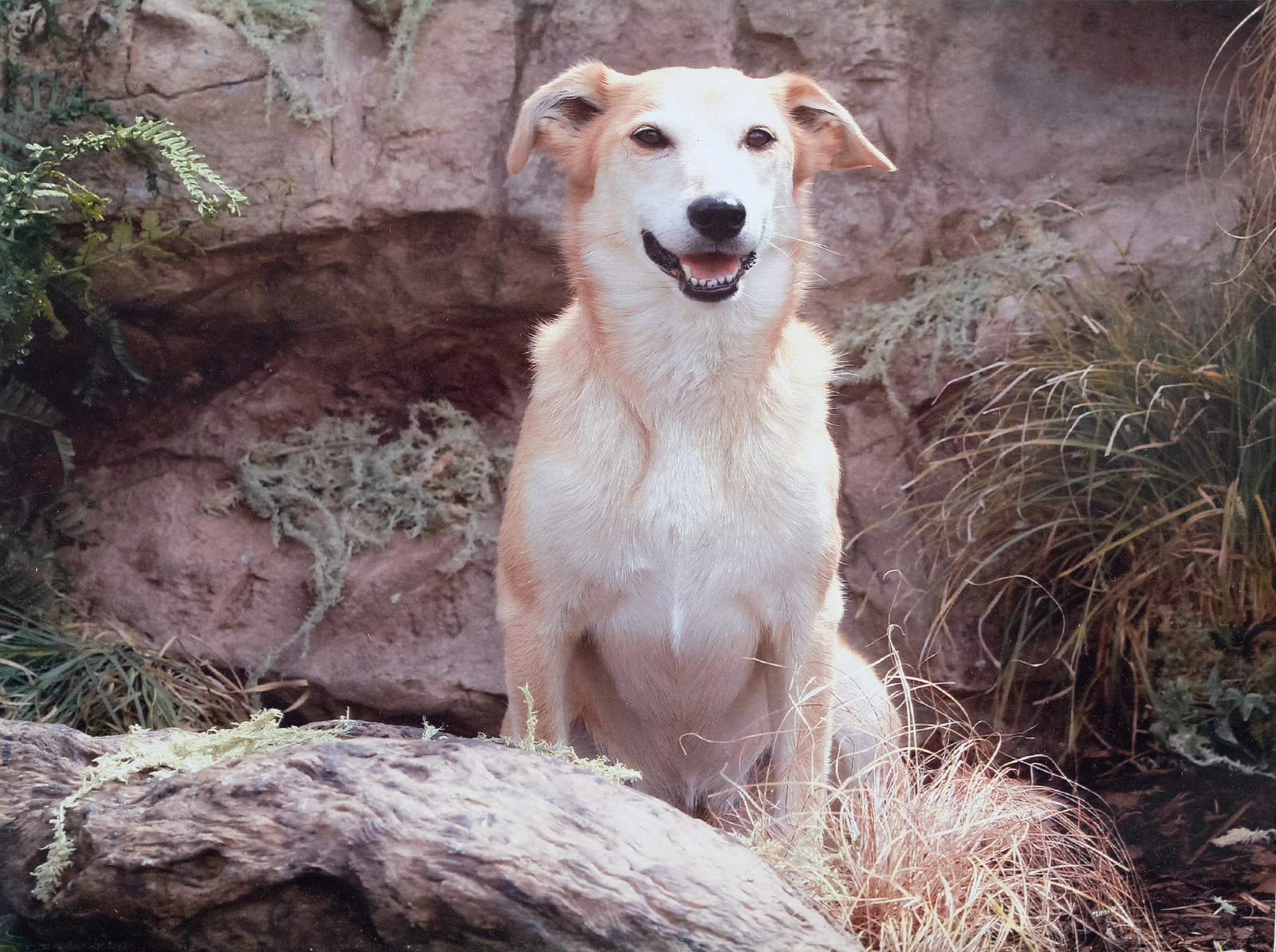 A dog with light brown and white fur sitting in front of a rocky background.