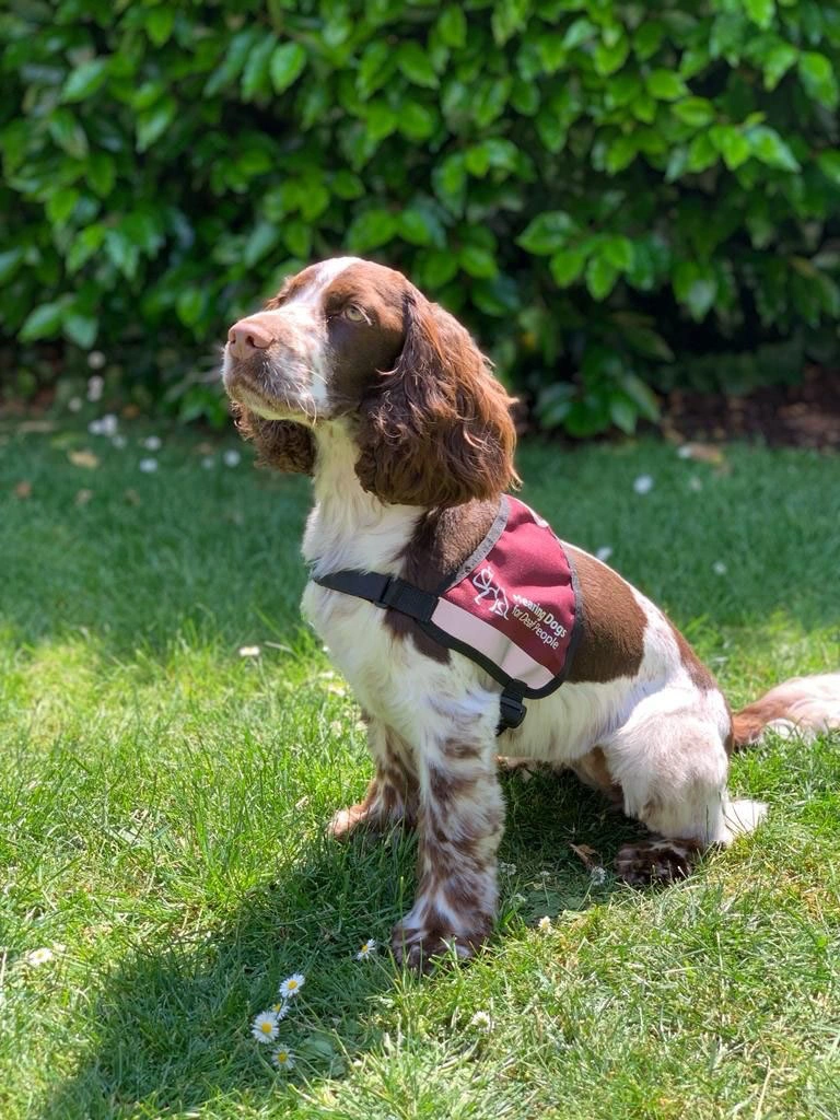 Brown and white Cocker spaniel Lucy, sitting on grass wearing her hearing dog jacket.
